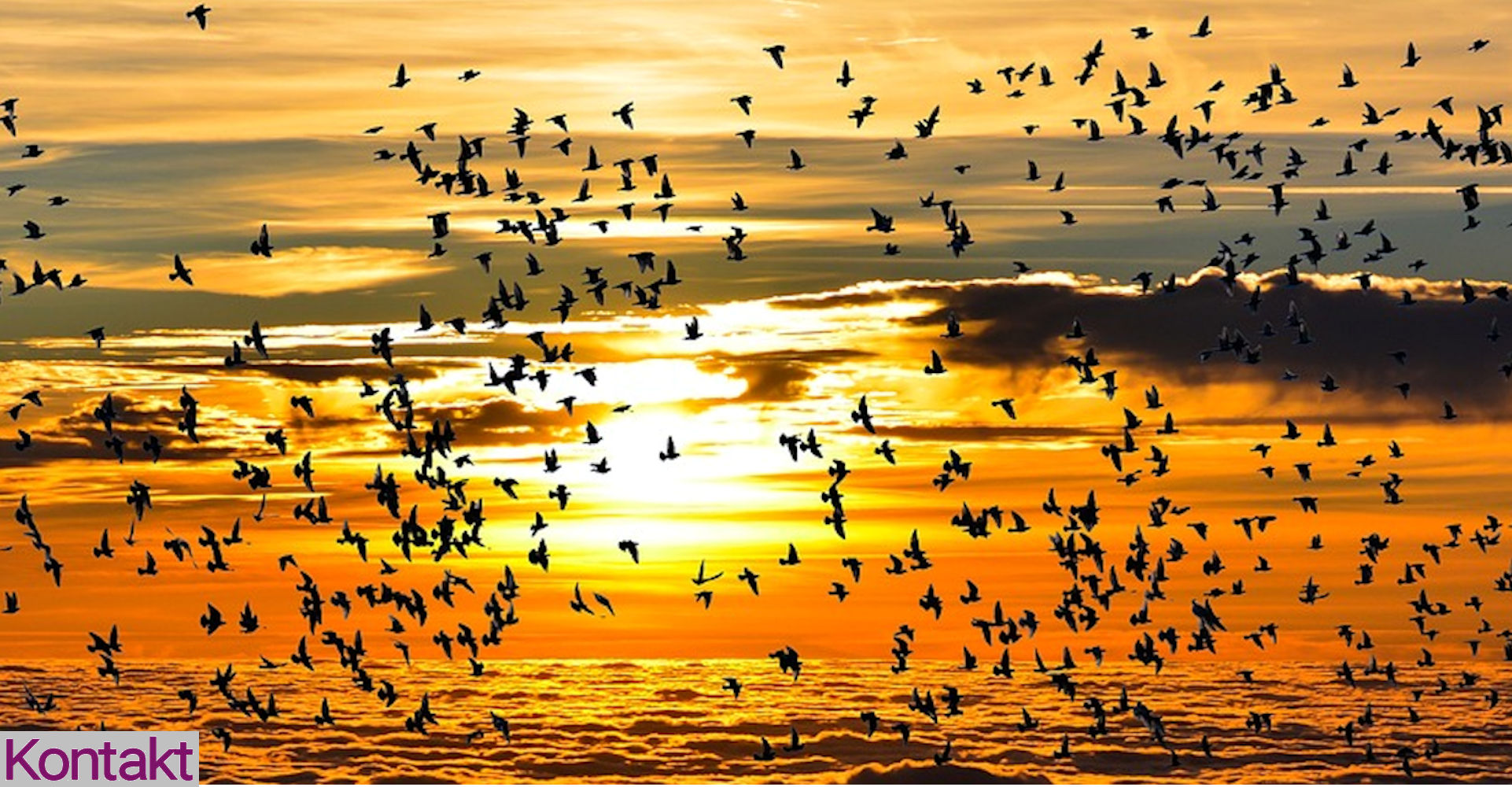 Vögel über dem Meer vor Sonnenuntergang